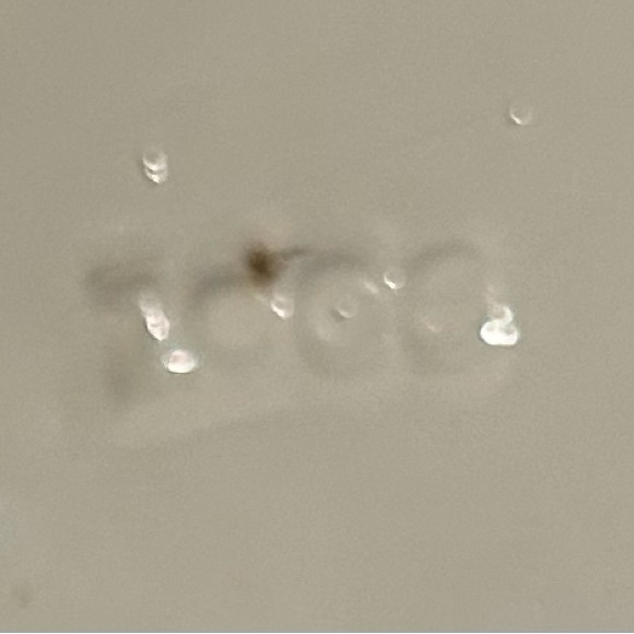 Antique New Wharf Pottery “Paris” pattern Flow Blue Large Serving Platter - Picture 8 of 11